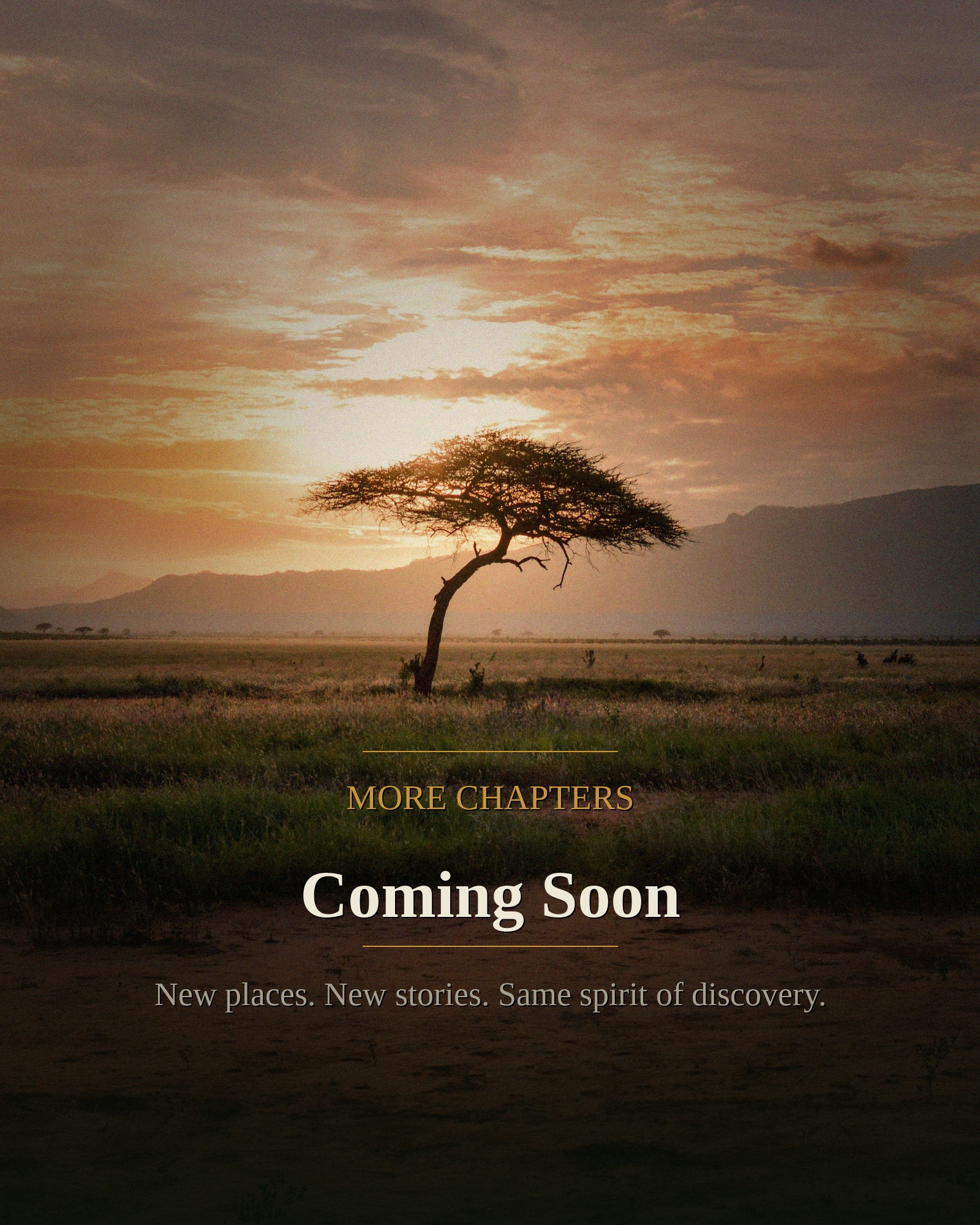 An acacia tree silhouetted against a warm golden sunset over open landscape